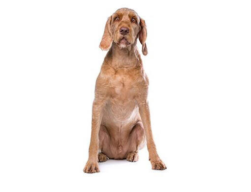 German wirehaired hot sale vizsla